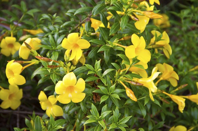 Description of the Yellow Bell Flower | Hunker