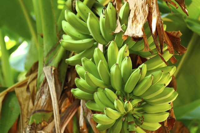 Green banana tree