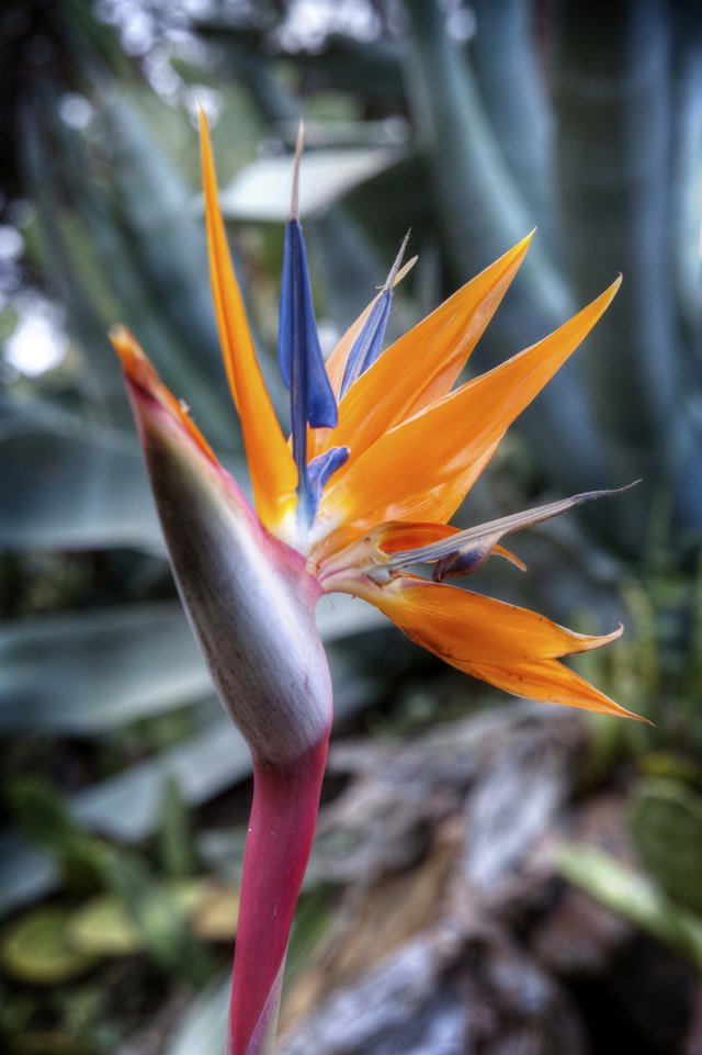 Why Won't My Bird of Paradise Plant Flower? Hunker