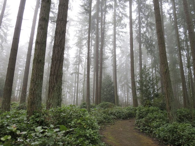 Forest in the Fog