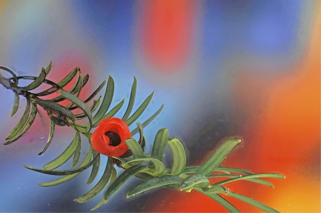 red berry yew