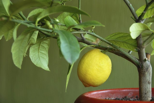 Lemon on lemon-tree