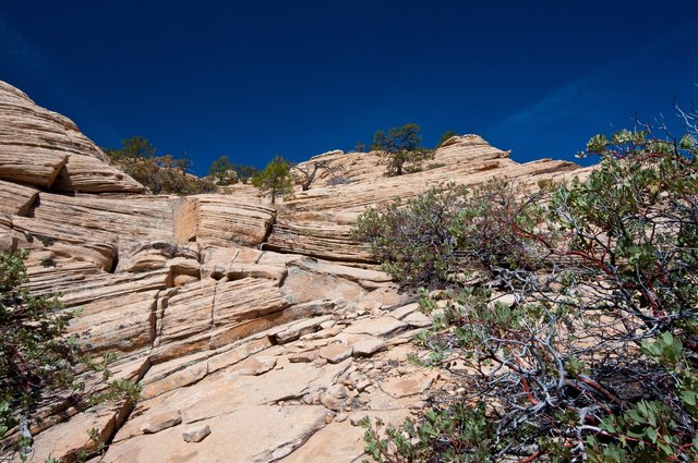 Abstract Sandstone and Manzanita