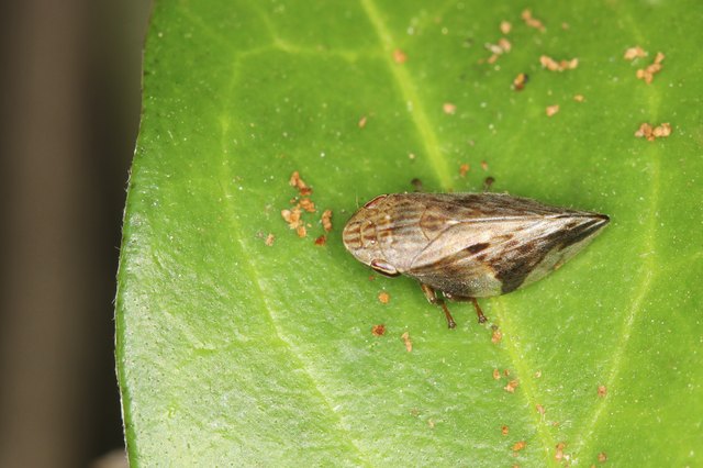 aphid