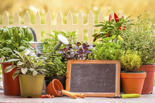 herb-plants-that-can-be-potted-together-hunker