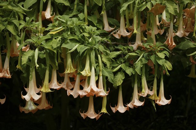 Angel's Trumpet Flowers