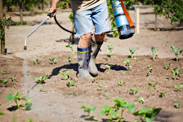 Pest Control Worker Insecticide Spraying of a plant field