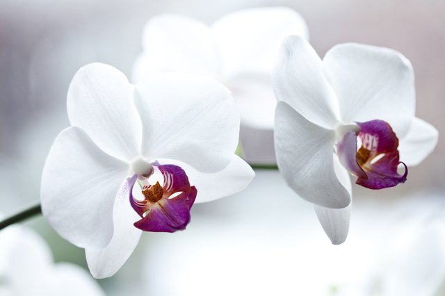 White orchid