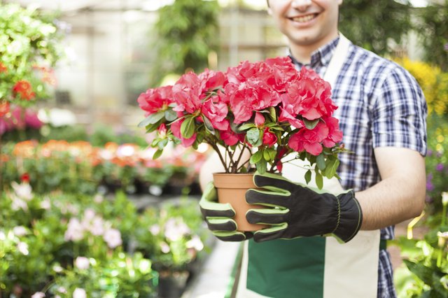 Greenhouse worker holding a flower pot