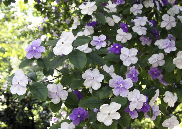 How To Grow A Yesterday Today And Tomorrow Plant Hunker