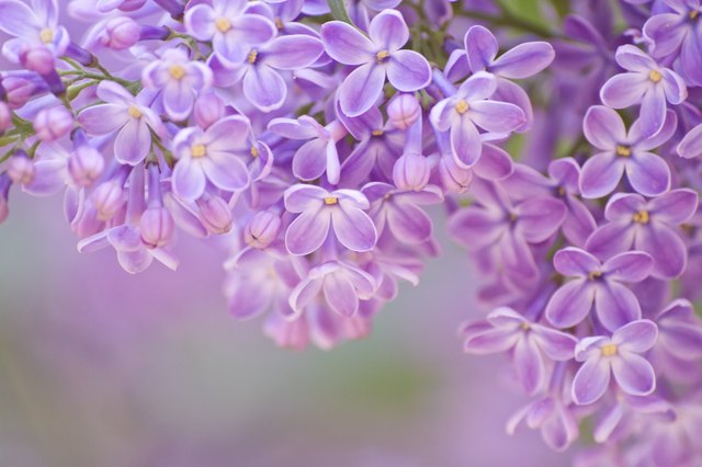 how-to-dry-lilac-flowers-hunker