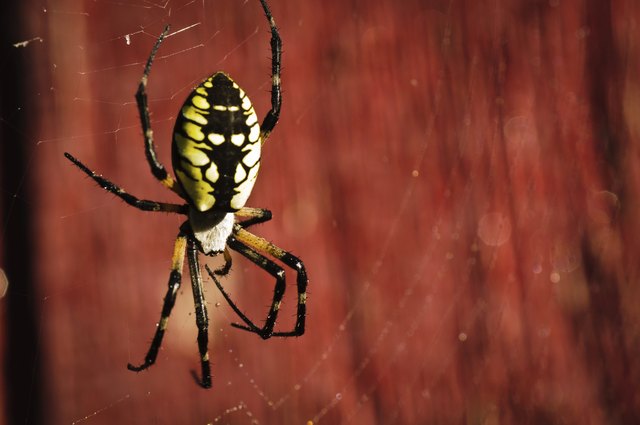 Are Black & Yellow Garden Spiders Dangerous? | Hunker