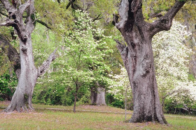 Blossoming trees in a park