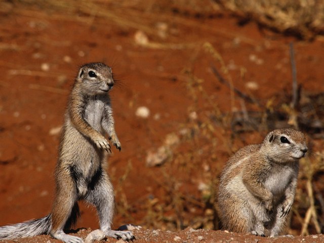 How to Get Rid of Squirrels With Baking Soda | Hunker