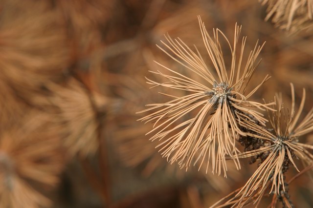Dead dry pine needles