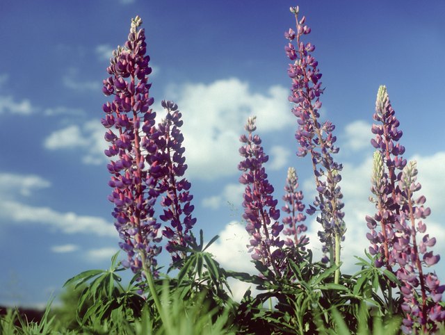 Lupine.
