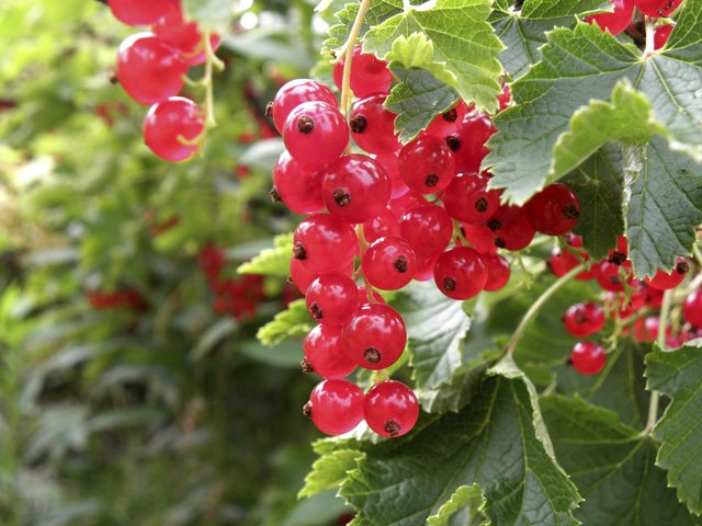 Red currant