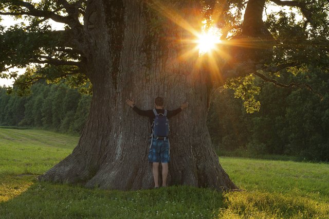 Hiker and big grand oak