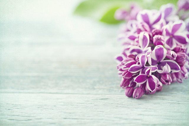 Purple lilacs on vintage blue wooden background