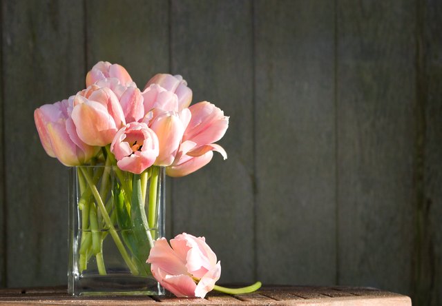 pink tulips in the morning sun