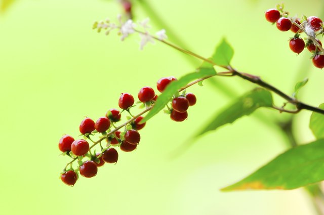 Rivina humilis L. ,PHYTOLACCACEAE ., Rough Plant, Blood Berry,Coral Berry