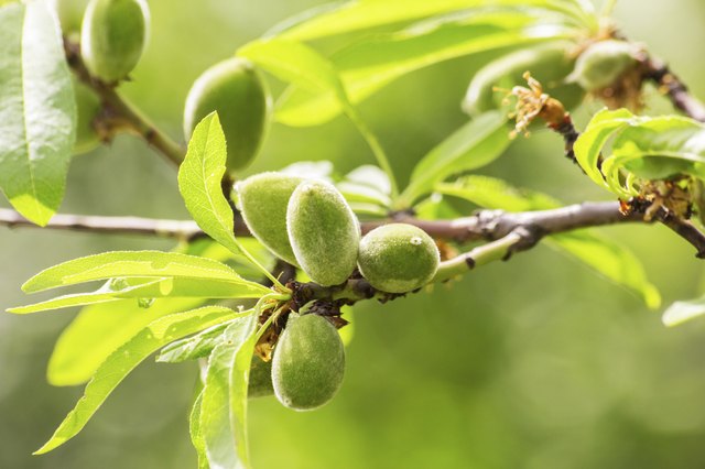 How to Grow an Almond Tree Hunker