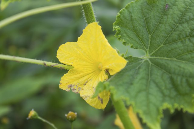 How to Tell a Zucchini From a Cucumber  Hunker