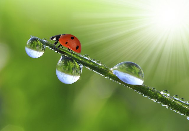 dew and ladybird