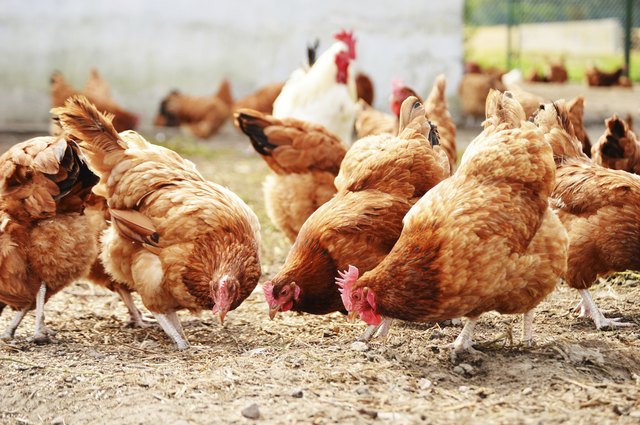 how-to-use-chicken-manure-as-garden-fertilizer-hunker