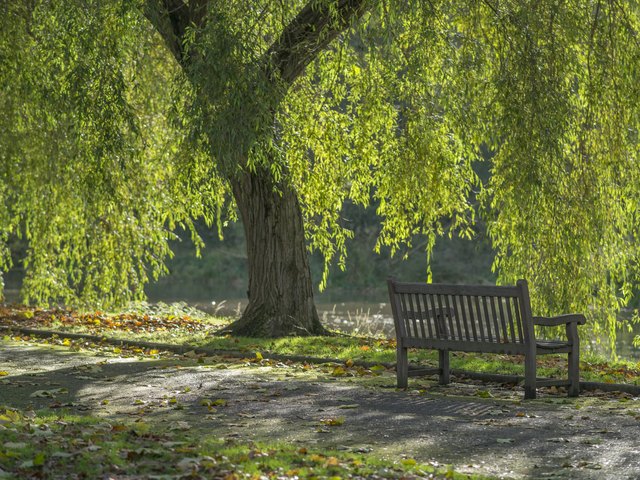 bench