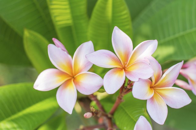 How to Prune Plumeria Trees | Hunker