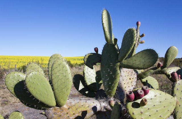 What Eats a Cactus? | Hunker