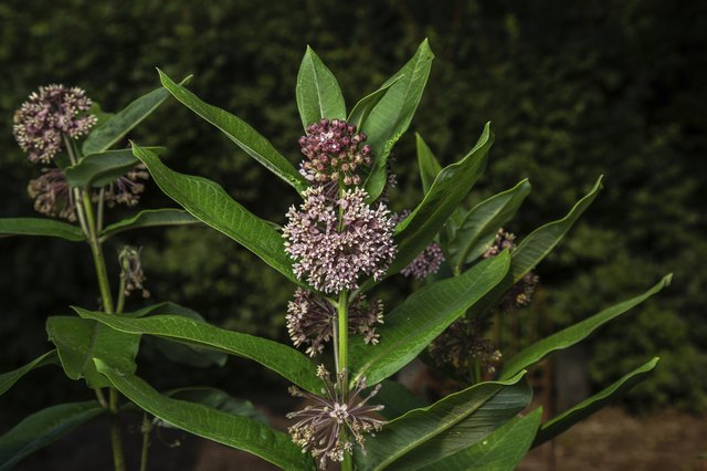 Milkweed