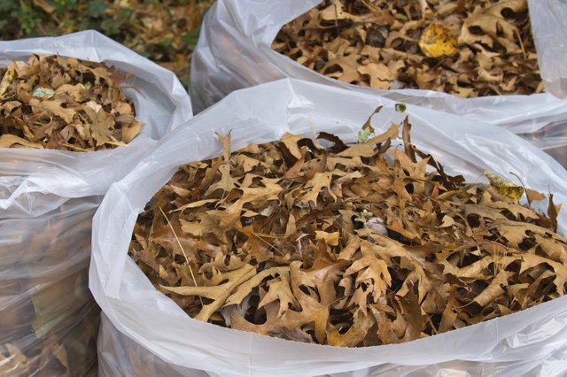 Overflowing Bags of Autumn Oak Tree Leaves