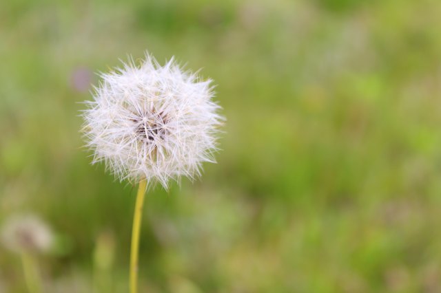 Single dandelion