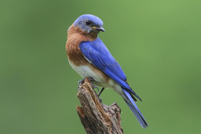 Bluebird On A Stump
