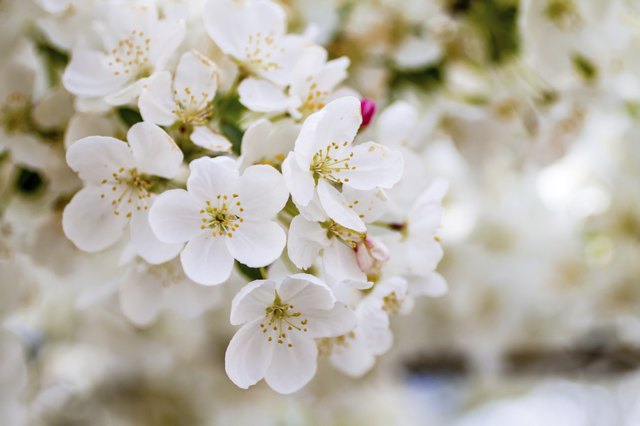 White Crab Apple Trees in Spring Bloom