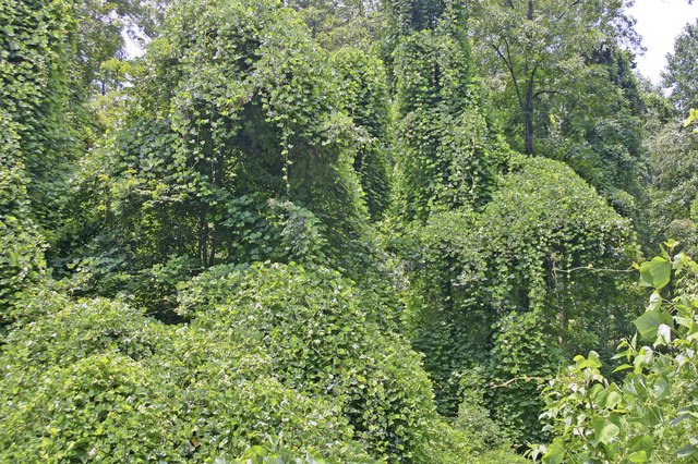 How to Kill Kudzu | Hunker