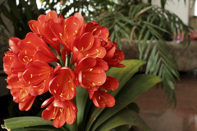 Clivia miniata flower