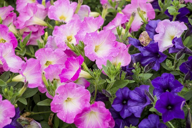 Colorful petunia flowers