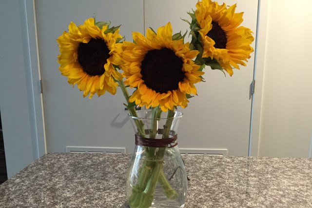 sunflowers cut care solution vase