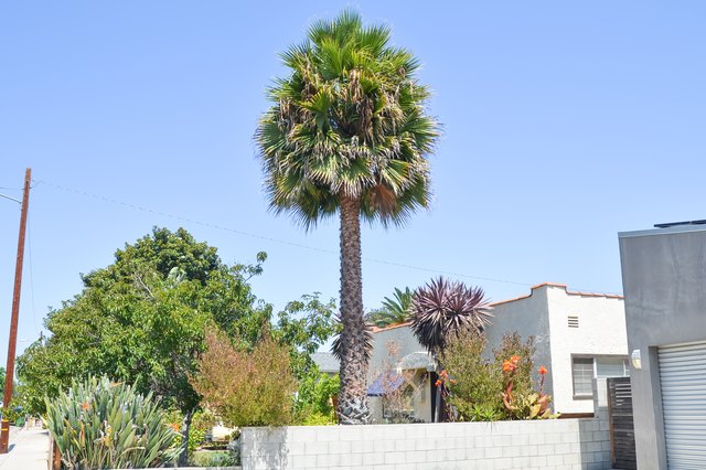 how-to-care-for-palm-trees-with-epsom-salt-hunker
