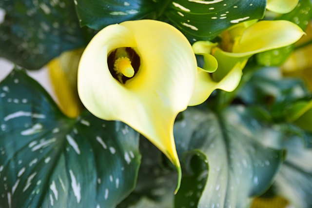 how-to-care-for-potted-calla-lilies-hunker