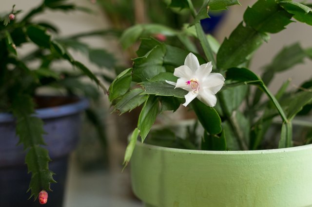 How Often Should I Water My Christmas Cactus Hunker