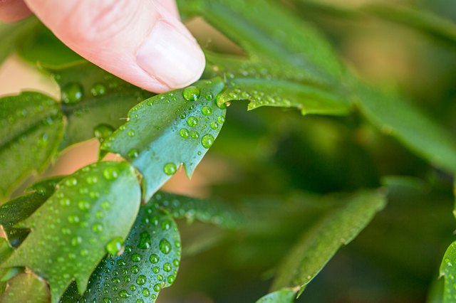 the-best-method-for-propagating-christmas-cactus-from-cuttings-hunker