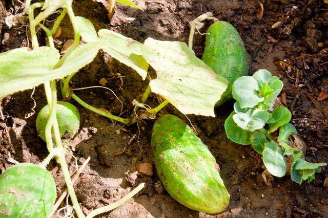 When to Plant a Vegetable Garden in Texas | Hunker