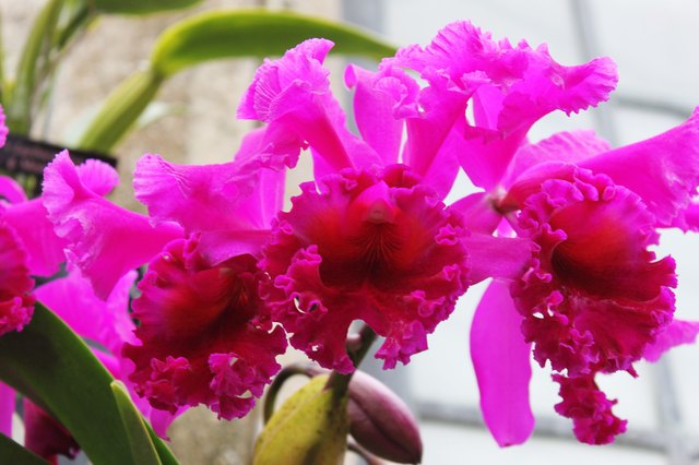 How to Make Your Own Agar for Orchids | Hunker