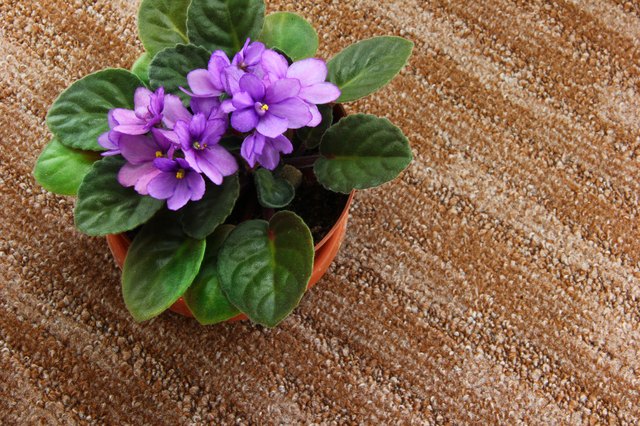 How to Get Rid of a New Carpet Smell | Hunker