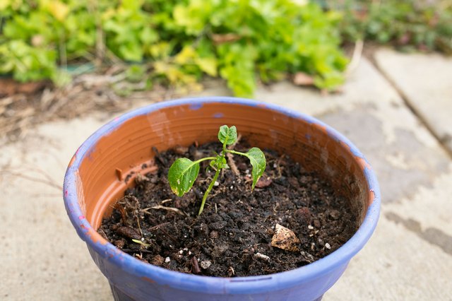 How to Grow Jalapeno Peppers | Hunker