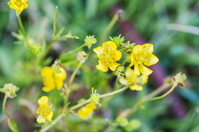 oregon buttercup weed herbicides